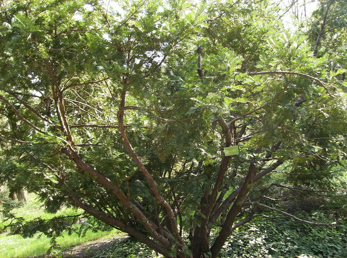 Cephalotaxus_harringtonia.jpg