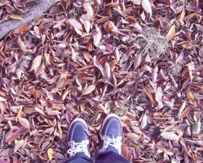 낙엽이미지1.jpg