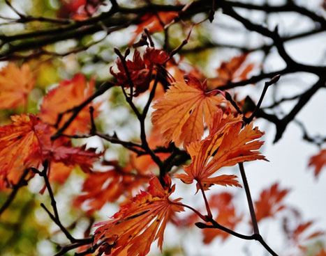 낙엽2.jpg
